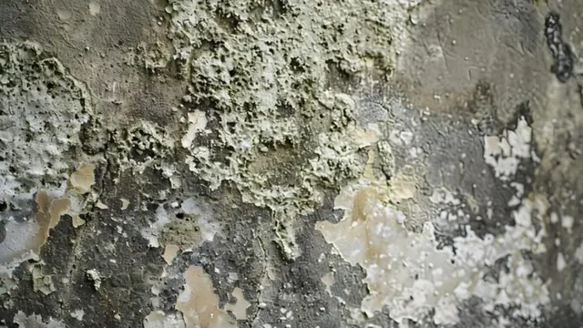 Close view of green and gray mold patches on a wall surface